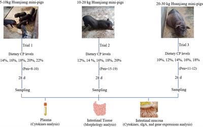 Dietary Crude Protein Levels Alter Diarrhea Incidence, Immunity, and Intestinal Barrier Function of Huanjiang Mini-Pigs During Different Growth Stages